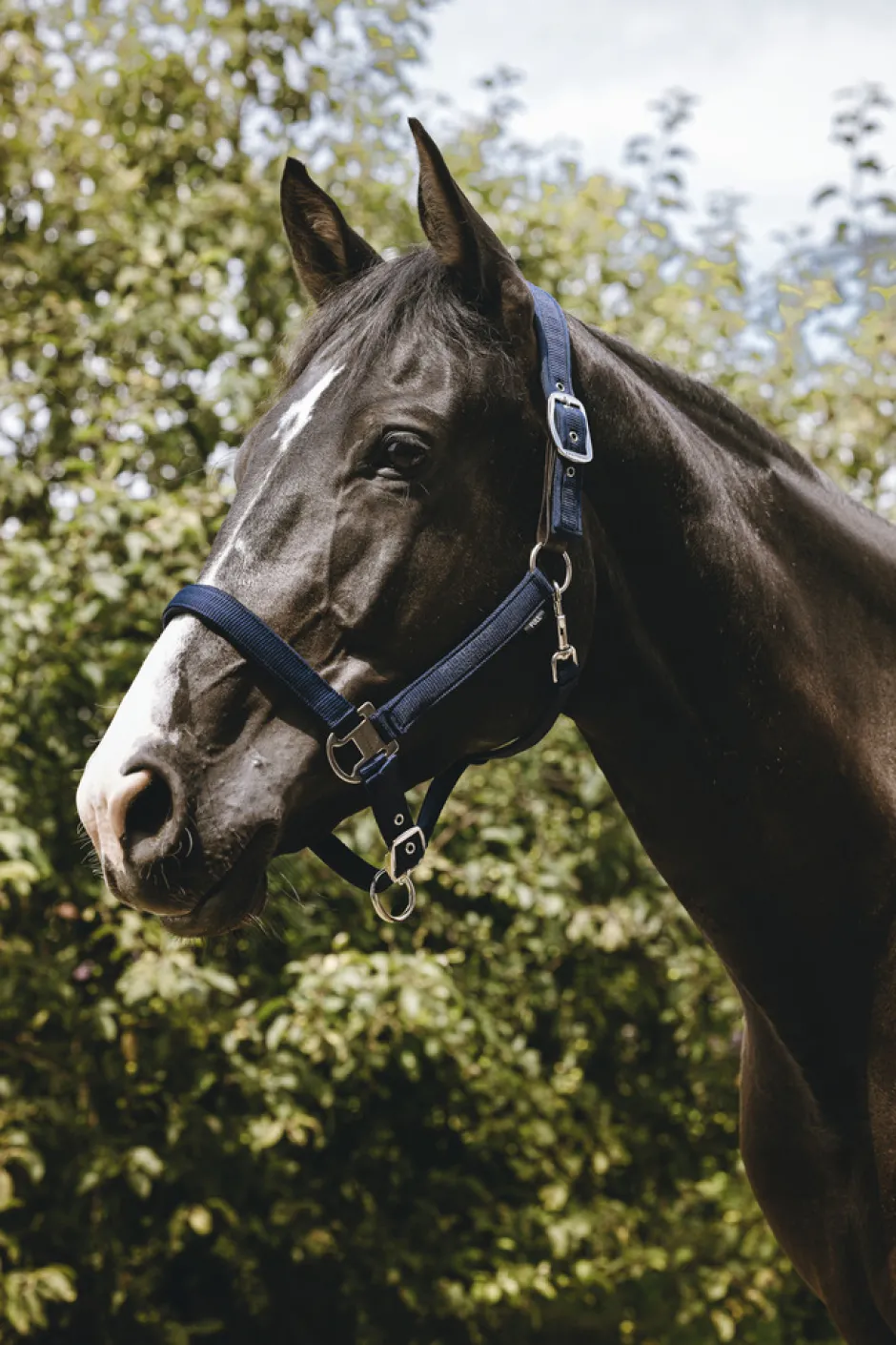 EQUITHÈME - Protector - Nylonhalfter