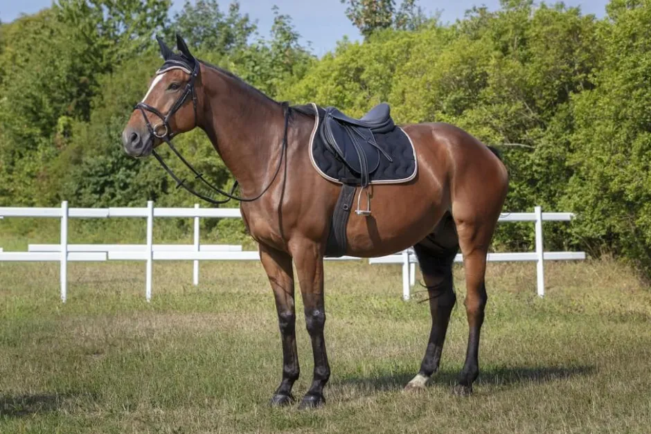EQUITHÈME Satteldecke Polyfun
