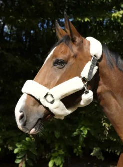 EQUITHÈME Teddy Halfter