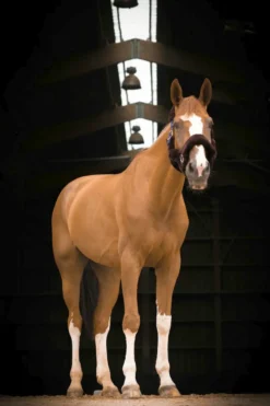 EQUITHÈME Teddy Halfter