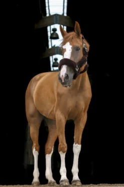 EQUITHÈME Teddy Halfter