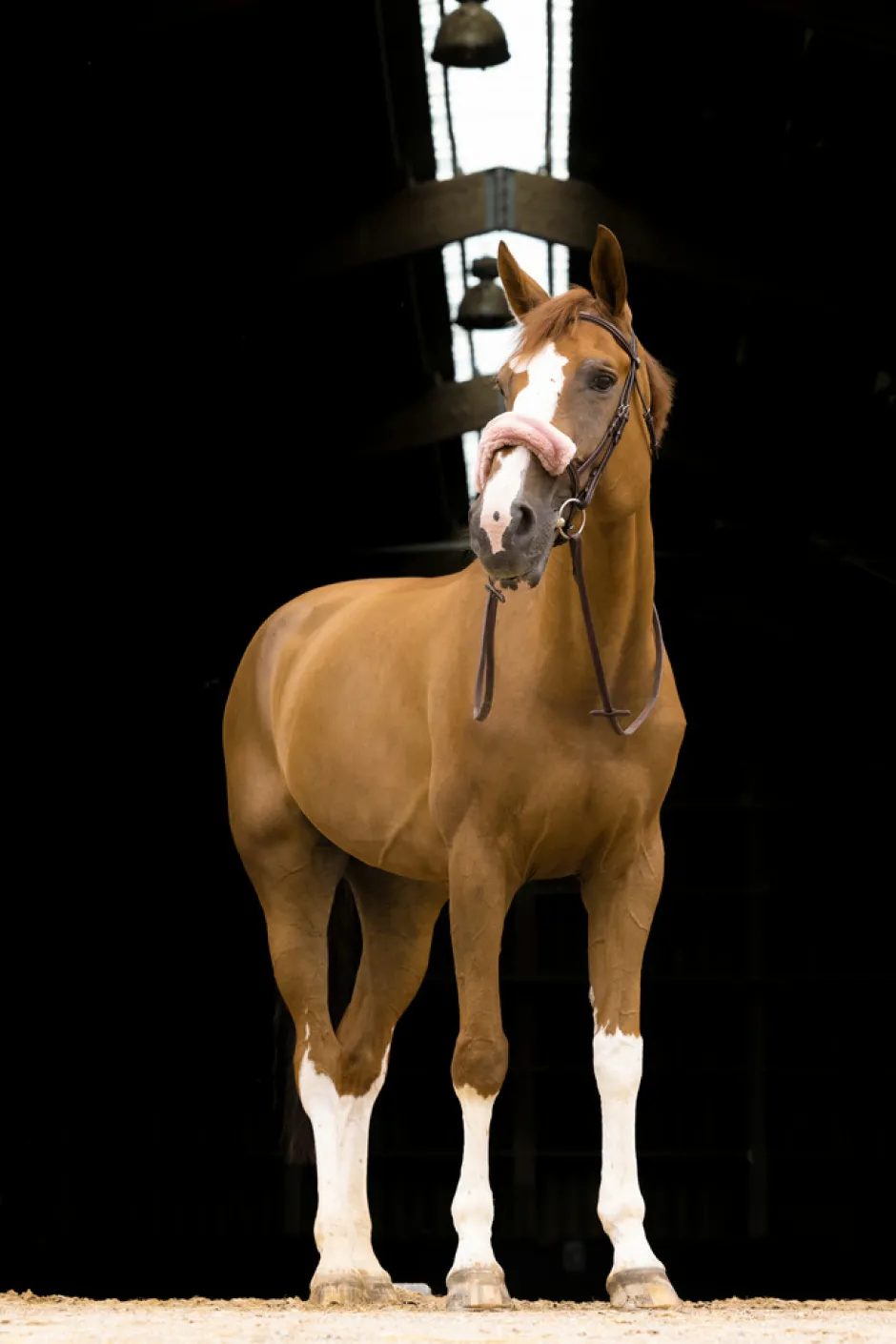 EQUITHÈME „Teddy Nasenband Schonbezug
