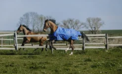 EQUITHÈME - TYREX Aisance 1200D - Outdoor Decke