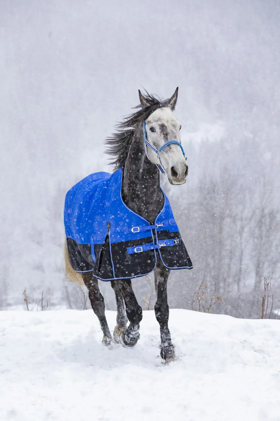 EQUITHÈME TYREX 1200D „Aisance“ High Neck Decke