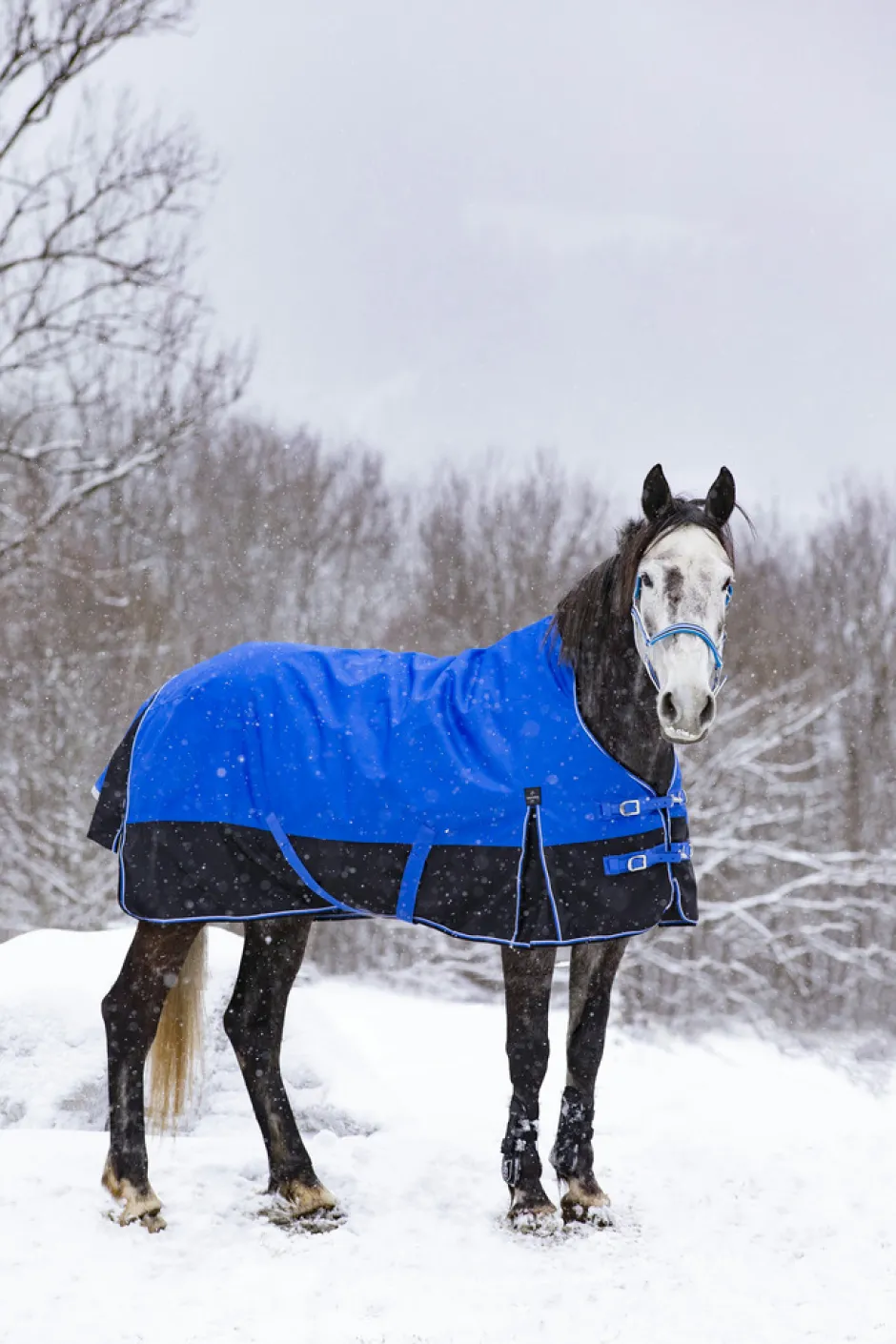 EQUITHÈME TYREX 1200D „Aisance“ High Neck Decke