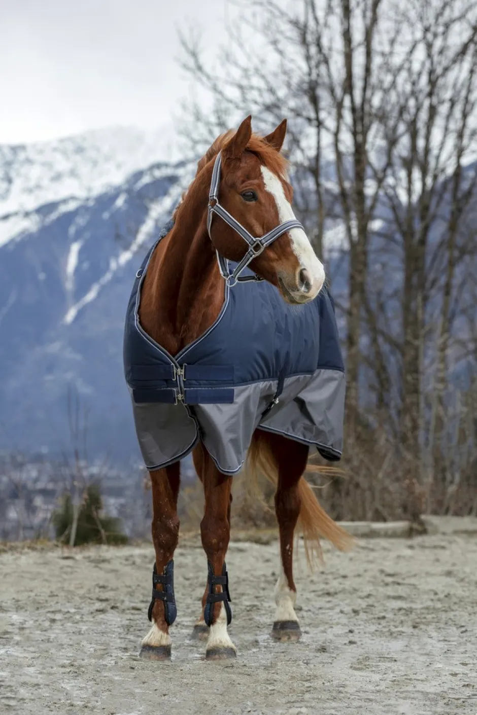 EQUITHÈME TYREX 600 D“ Decke