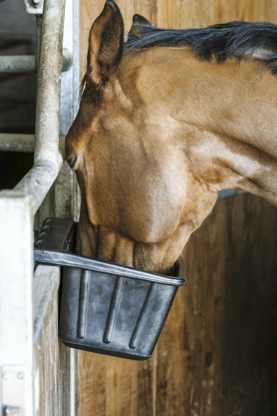 HIPPOTONIC Futternapf aus Gummi