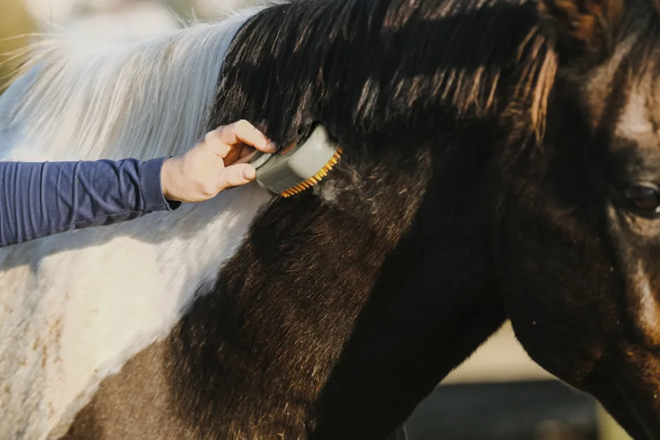 HIPPOTONIC - Vapeur - Striegel mit Stiel