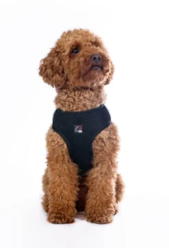 HKM Hundegeschirr -Buddy Soft-