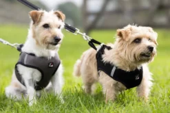 HKM Hundegeschirr -Buddy Soft-