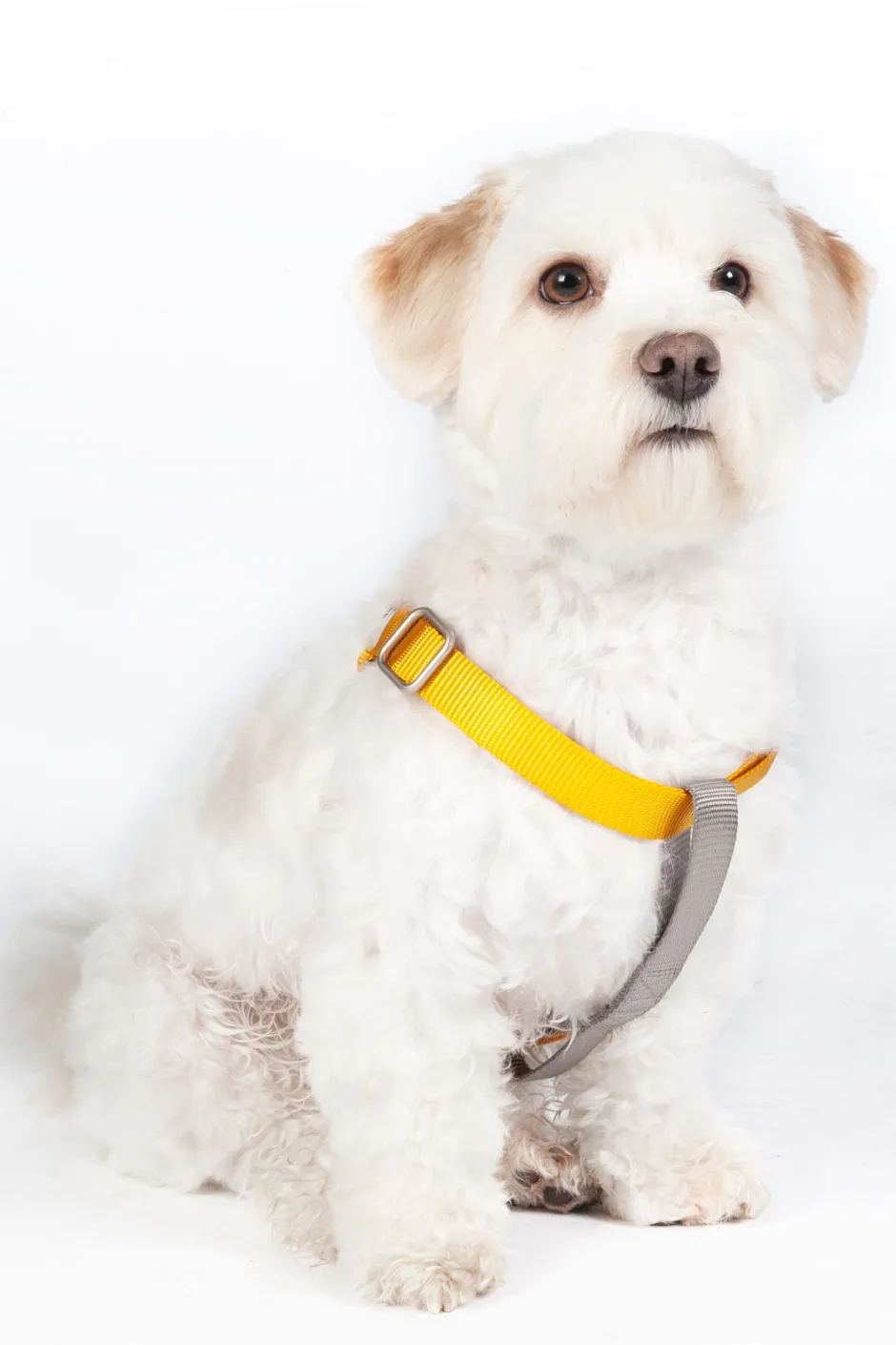 HKM Hundegeschirr, Step-In -Anam Cara- Nylon