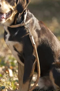 HKM Hundehalsband -Anam Cara- Tau