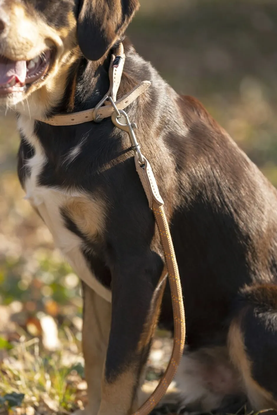 HKM Hundehalsband -Anam Cara- Tau