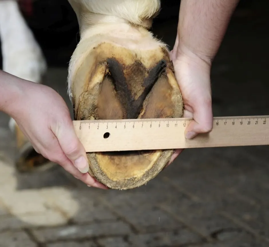 HKM Hufschuh