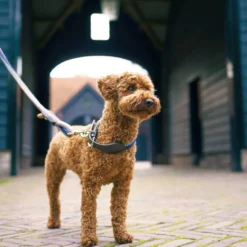 HV POLO Hundehalsband HVPFranka Rope