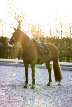 IMPERIAL RIDING Gamaschen IRHLovely