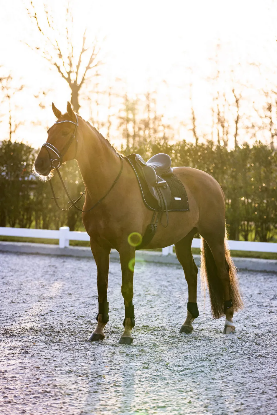 IMPERIAL RIDING Gamaschen IRHLovely