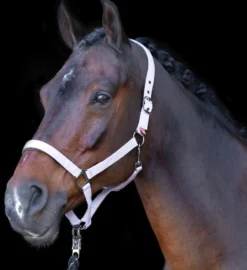 IMPERIAL RIDING Halfter IRHClassic Sport