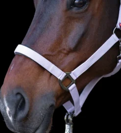 IMPERIAL RIDING Halfter IRHClassic Sport