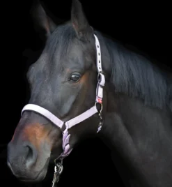 IMPERIAL RIDING Halfter Yearling IRH
