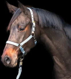 IMPERIAL RIDING Halfter Yearling IRH