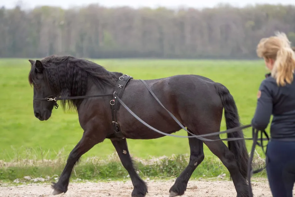 IMPERIAL RIDING Lange Zügel IRHFree Ride