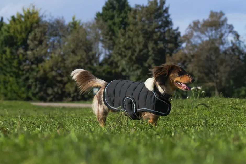 Je taime EQUITHÈME Hundedecke