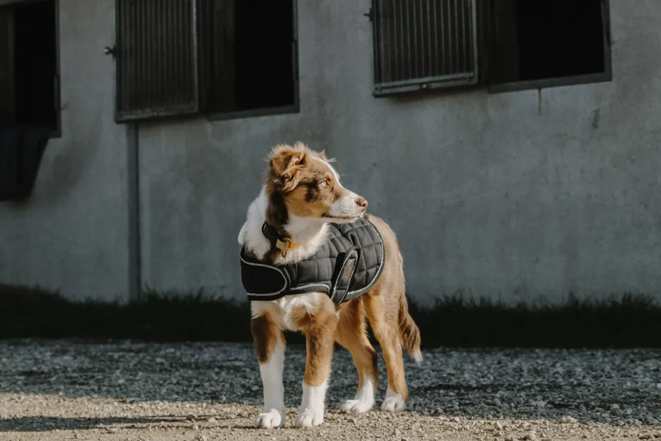 Je taime EQUITHÈME Hundedecke