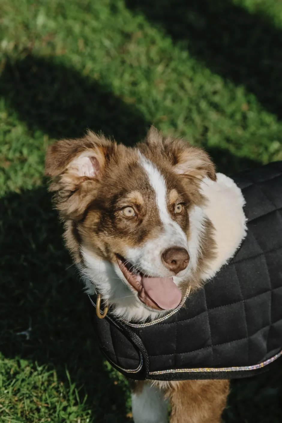 Je taime EQUITHÈME Hundedecke