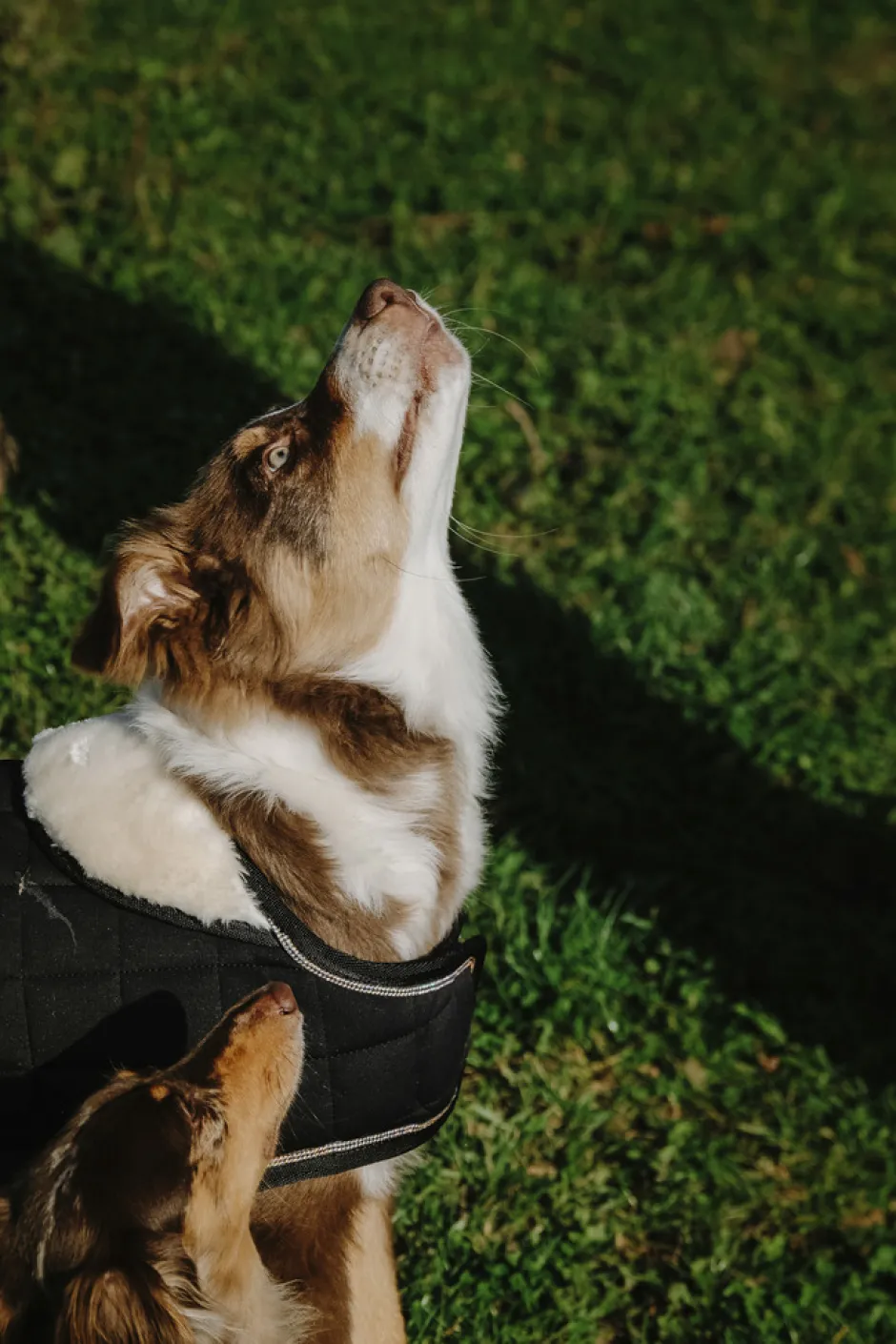 Je taime EQUITHÈME Hundedecke