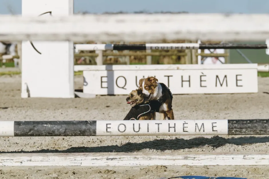 Je taime EQUITHÈME Hundedecke