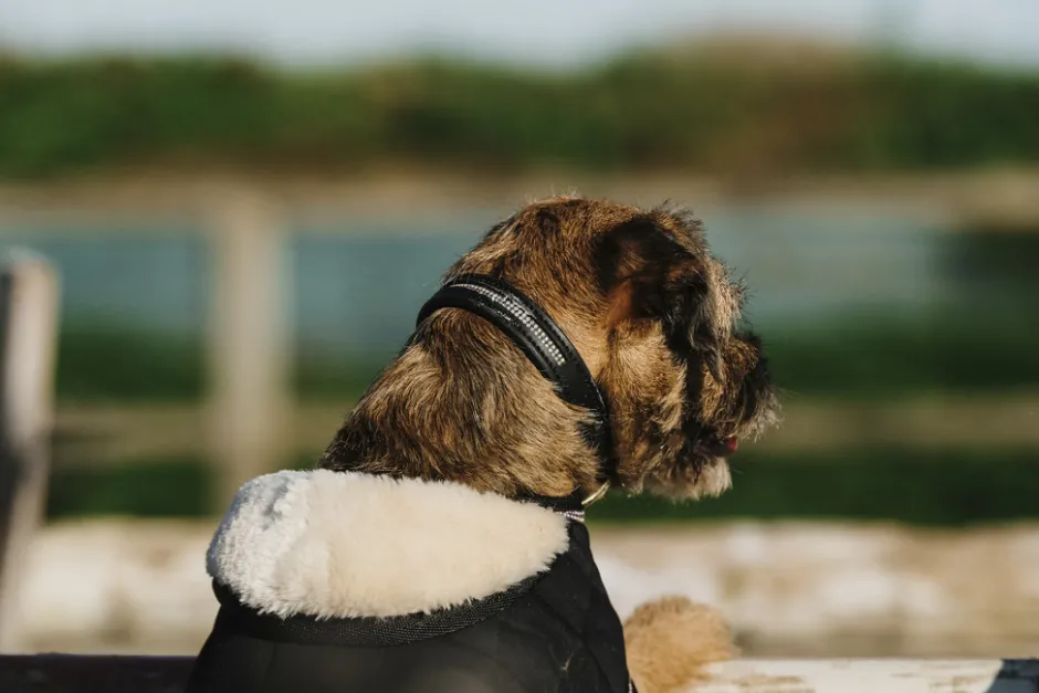 Je taime EQUITHÈME Hundedecke