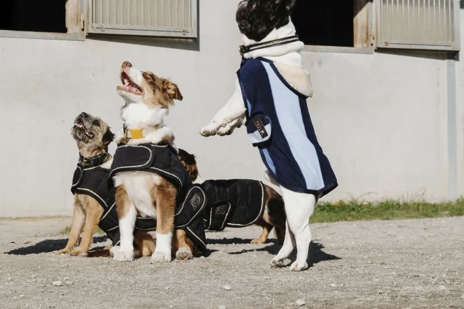 Je taime EQUITHÈME Hundedecke
