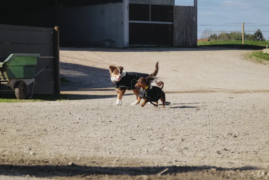 Je taime EQUITHÈME Hundedecke