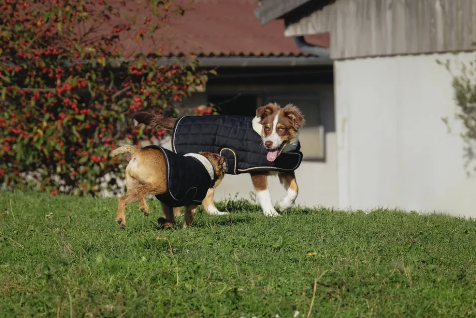 Je taime EQUITHÈME Hundedecke