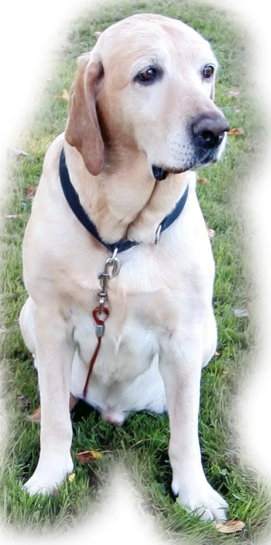 KERBL Hundeauslauf-System