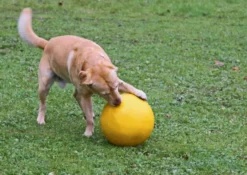 KERBL Hundespielball, Ø: 30 cm