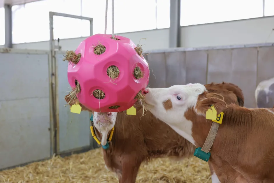 KERBL Futterspielball