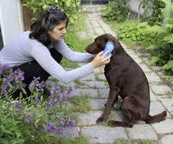 MagicBrush Dog