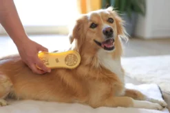 MagicBrush Dog