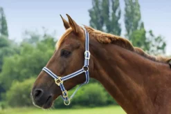 NORTON Doppelt gelegtes Nylonhalfter mit Schnallen