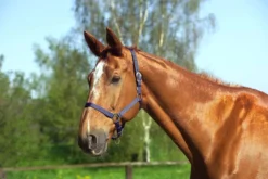 NORTON Doppelt gelegtes Nylonhalfter mit Schnallen