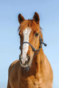 NORTON Ethologisches Halfter - Glim