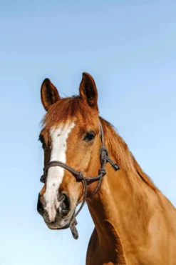 NORTON Ethologisches Halfter - Glim