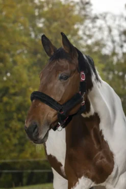 NORTON „Full mouton synthétique Halfter