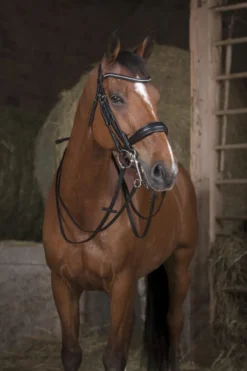 NORTON PRO Leder-Kandarenzügel 13 mm, Warmblut, schwarz