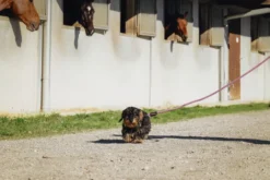 RIDING WORLD - Lucky - Hundeleine mit Griff