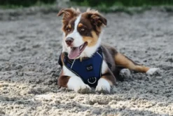 RIDING WORLD - Simba - Hundegeschirr