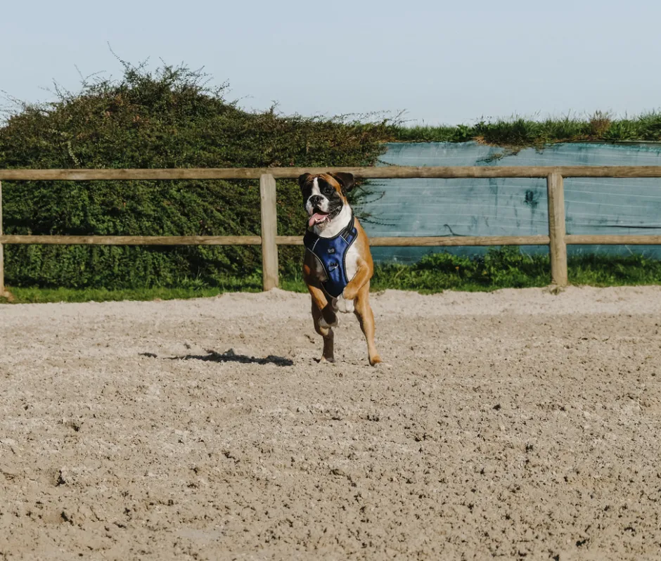 RIDING WORLD - Simba - Hundegeschirr