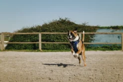 RIDING WORLD - Simba - Hundegeschirr